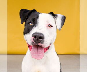 American Pit Bull Terrier Dogs for adoption in Pasadena, CA, USA