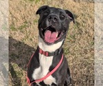 Small #1 Mutt