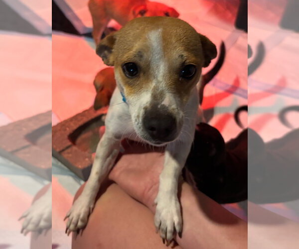Medium Photo #5 Chihuahua-Unknown Mix Puppy For Sale in Grafton, WI, USA