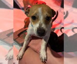 Small #4 Chihuahua Mix