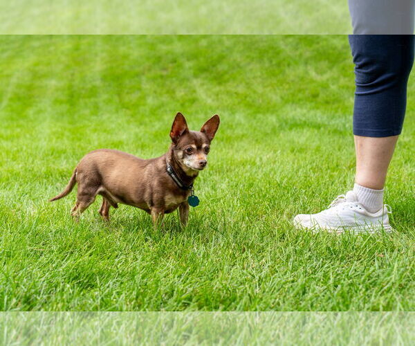 Medium Photo #5 Chipin Puppy For Sale in Princeton, MN, USA