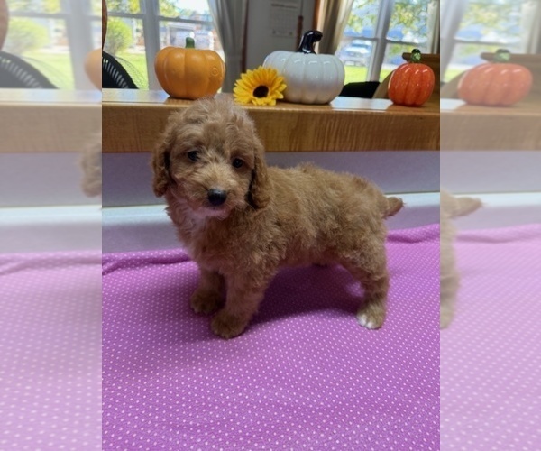 Medium Photo #1 Poodle (Miniature) Puppy For Sale in MUNFORDVILLE, KY, USA