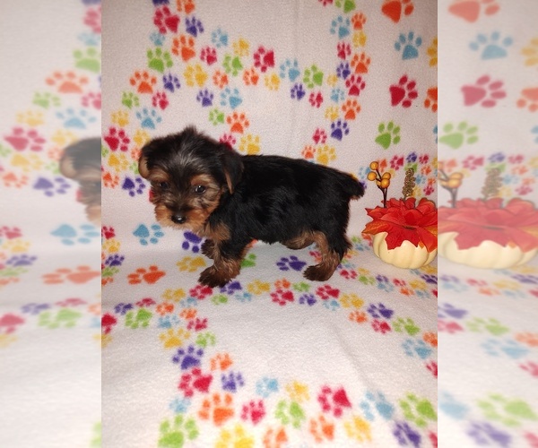 Medium Photo #5 Yorkshire Terrier Puppy For Sale in LAPEER, MI, USA