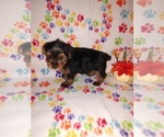 Small #4 Yorkshire Terrier