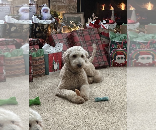 Medium Photo #1 Goldendoodle mix (+ Poodle Standard) Puppy For Sale in ROCHESTER, NY, USA