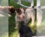 Small Photo #5 Australian Cattle Dog Puppy For Sale in DOWNING, WI, USA