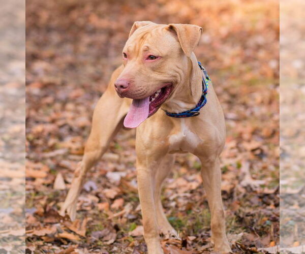 Medium Photo #4 American Staffordshire Terrier Puppy For Sale in Cranford, NJ, USA