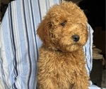 Small Photo #2 Goldendoodle (Miniature) Puppy For Sale in SAN FERNANDO, CA, USA