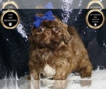 Small #6 Shih Tzu