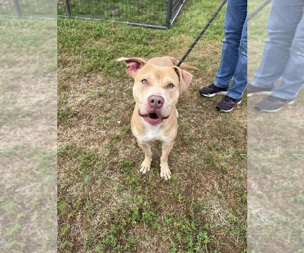 Medium Photo #2 Mutt Puppy For Sale in Abbeville, LA, USA