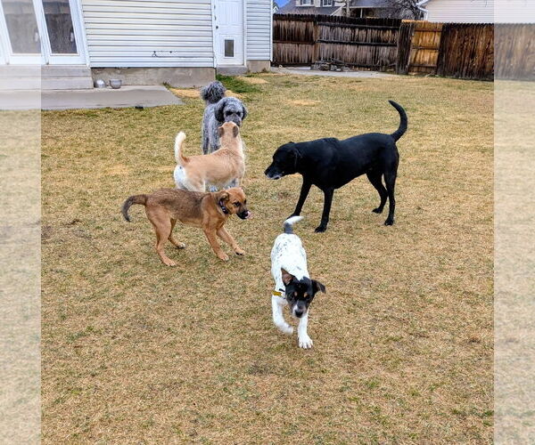 Medium Photo #10 Black Mouth Cur-Unknown Mix Puppy For Sale in Sandy, UT, USA