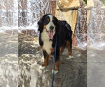 Small #2 Bernese Mountain Dog
