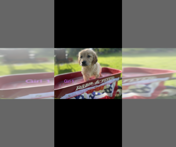 Medium Photo #1 Golden Retriever Puppy For Sale in CHESTERFIELD, MI, USA