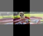 Small Photo #1 Golden Retriever Puppy For Sale in CHESTERFIELD, MI, USA