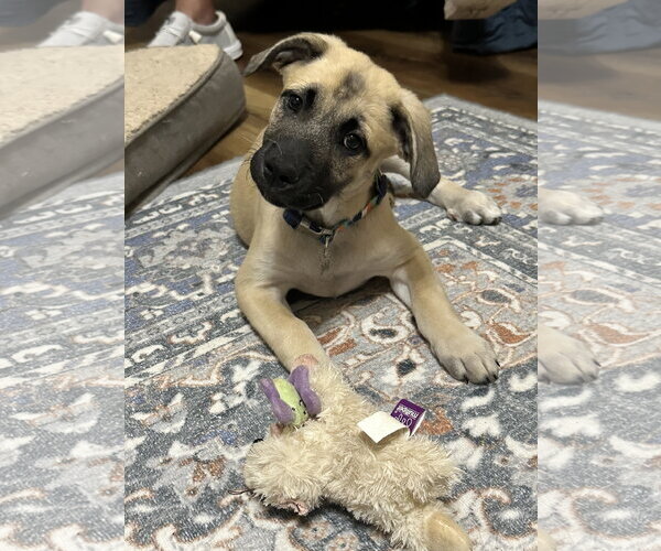 Medium Photo #1 Black Mouth Cur-Unknown Mix Puppy For Sale in Ball Ground, GA, USA