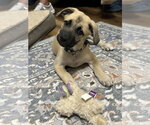 Small Black Mouth Cur Mix