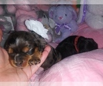 Small Photo #12 Australian Shepherd-Cavalier King Charles Spaniel Mix Puppy For Sale in HOWLAND, OH, USA