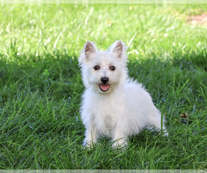 West Highland White Terrier Puppy for sale in SYRACUSE, IN, USA