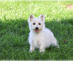 Image preview for Ad Listing. Nickname: Delight