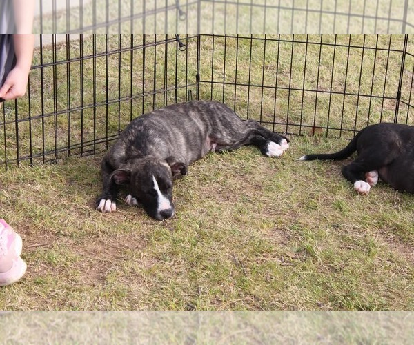 Medium Photo #15 American Staffordshire Terrier-German Shepherd Dog Mix Puppy For Sale in McDonough, GA, USA