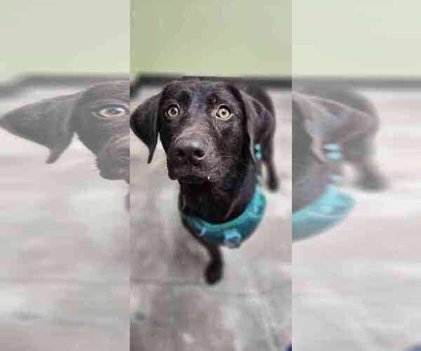 Medium Photo #4 Labrador Retriever Puppy For Sale in Fort Worth, TX, USA