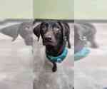 Small Photo #4 Labrador Retriever Puppy For Sale in Fort Worth, TX, USA