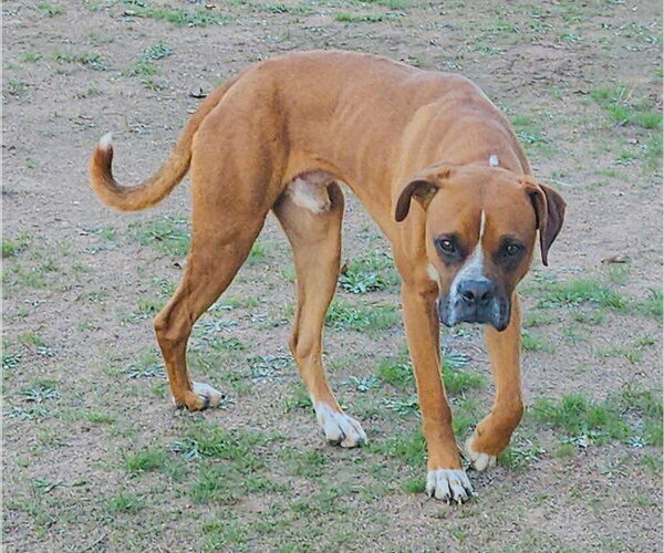 Medium Photo #3 Boxer Puppy For Sale in Austin, TX, USA