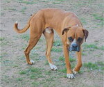 Small #2 Boxer