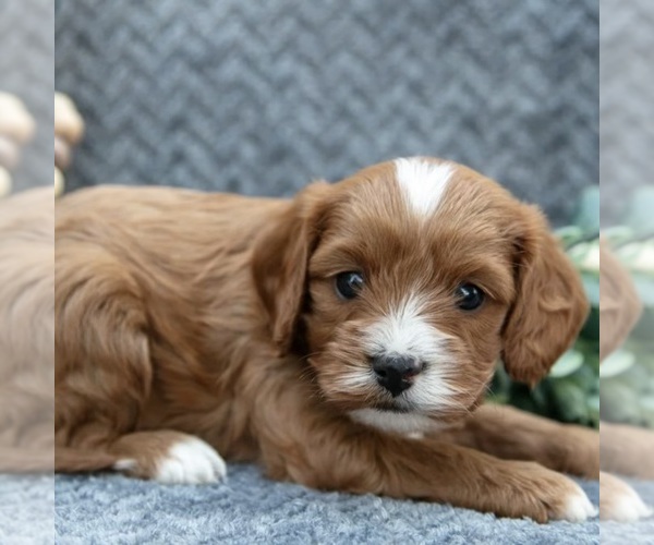 Medium Photo #1 Cavapoo Puppy For Sale in CEDAR CITY, UT, USA