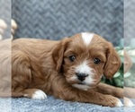 Puppy 2 Cavapoo