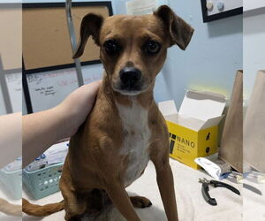 Rat-Cha Dogs for adoption in Chico, CA, USA