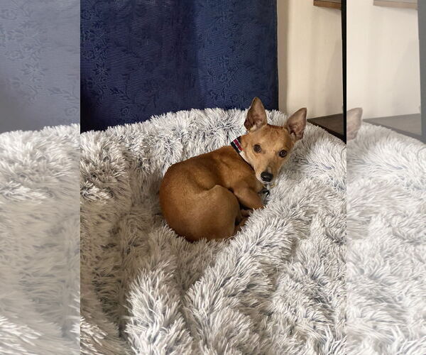 Medium Photo #7 Chiweenie Puppy For Sale in St. Louis Park, MN, USA