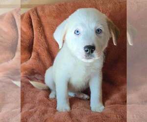 Great Pyrenees-Unknown Mix Dogs for adoption in Brewster, NY, USA