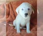 Small Great Pyrenees Mix