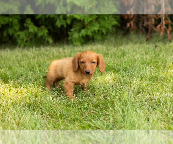 Medium Photo #8 Dachshund Puppy For Sale in MILFORD, IN, USA