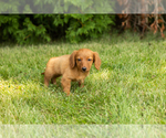 Small #7 Dachshund