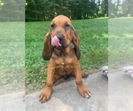 Small Photo #1 Bloodhound Puppy For Sale in OLIN, NC, USA