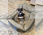 Small Photo #1 Rat Terrier-Unknown Mix Puppy For Sale in Boston, MA, USA
