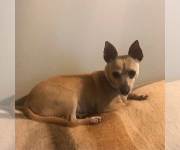 Medium Photo #1 Chihuahua-Unknown Mix Puppy For Sale in Morganville, NJ, USA