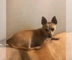 Small Chihuahua Mix