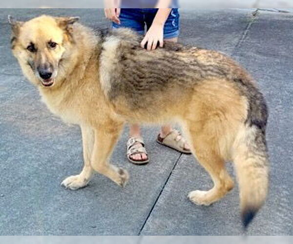 Medium Photo #4 German Shepherd Dog Puppy For Sale in Mount Airy, NC, USA