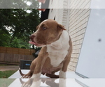 Small #3 American Bully