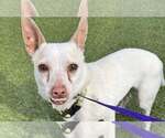 Small #6 Chihuahua Mix