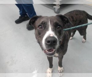Catahoula Leopard Dog-Unknown Mix Dogs for adoption in Waco, TX, USA