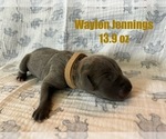 Puppy Waylon Jennings Great Dane