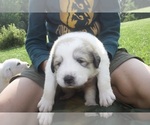 Puppy Cornflower Anatolian Shepherd-Great Pyrenees Mix
