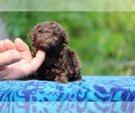 Small #10 Poodle (Toy)