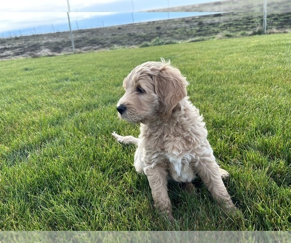 Medium Photo #2 Goldendoodle Puppy For Sale in OTHELLO, WA, USA