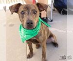 Small #1 Mutt