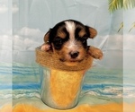 Small #14 Morkie